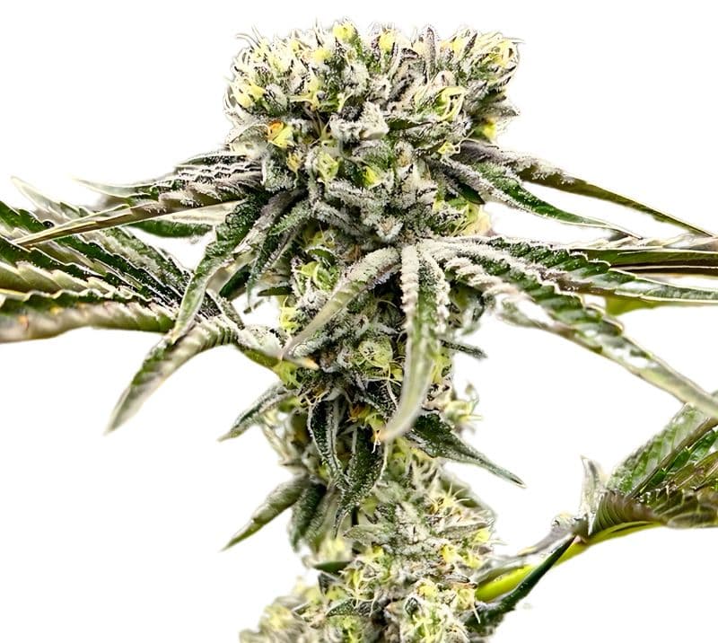 Rocky Mountain Blueberry cannabis seeds packaging — Royal King Seeds Australia