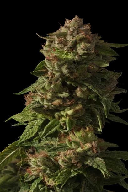 Rollex OG Kush cannabis seeds packaging — Royal King Seeds Australia