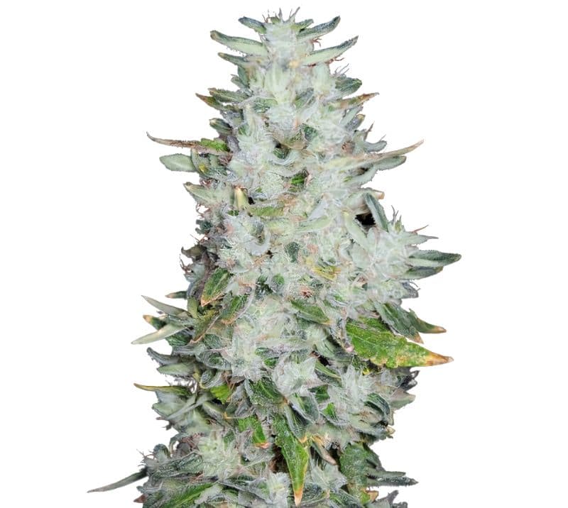 Romulan cannabis seeds packaging — Royal King Seeds Australia