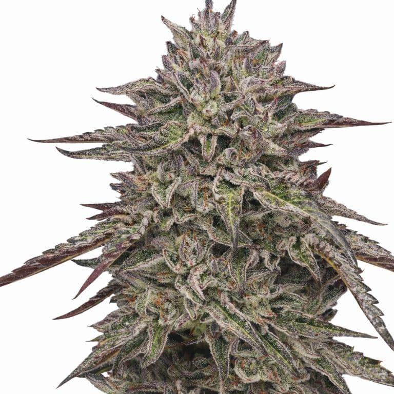 Royal Highness cannabis seeds packaging — Royal King Seeds Australia