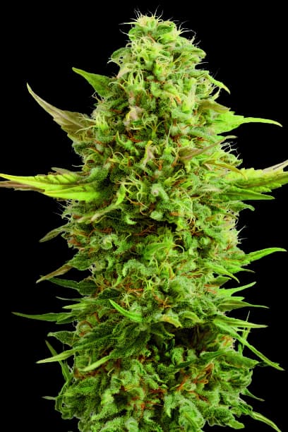 Royal Kush cannabis seeds packaging — Royal King Seeds Australia