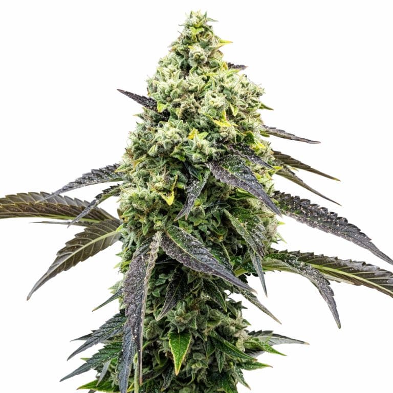 RS11 cannabis seeds packaging — Royal King Seeds Australia