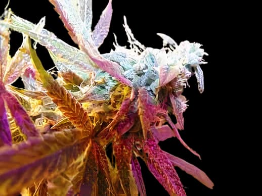 Rug Burn OG cannabis seeds packaging — Royal King Seeds Australia