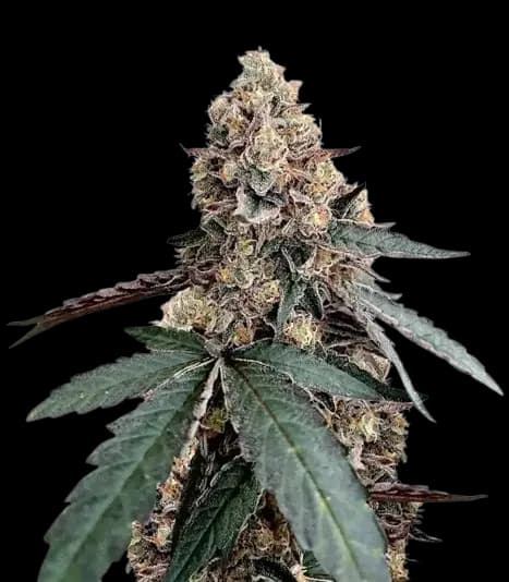 Runtz Muffin cannabis seeds packaging — Royal King Seeds Australia
