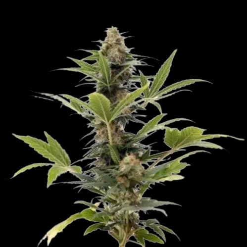 Russian Assassin cannabis seeds packaging — Royal King Seeds Australia