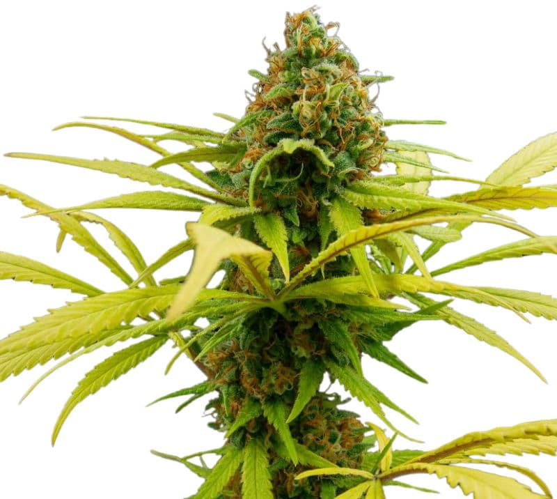 Sage N Sour cannabis seeds packaging — Royal King Seeds Australia