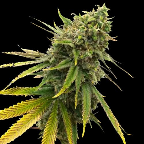 San Fernando Valley Kush cannabis seeds packaging — Royal King Seeds Australia