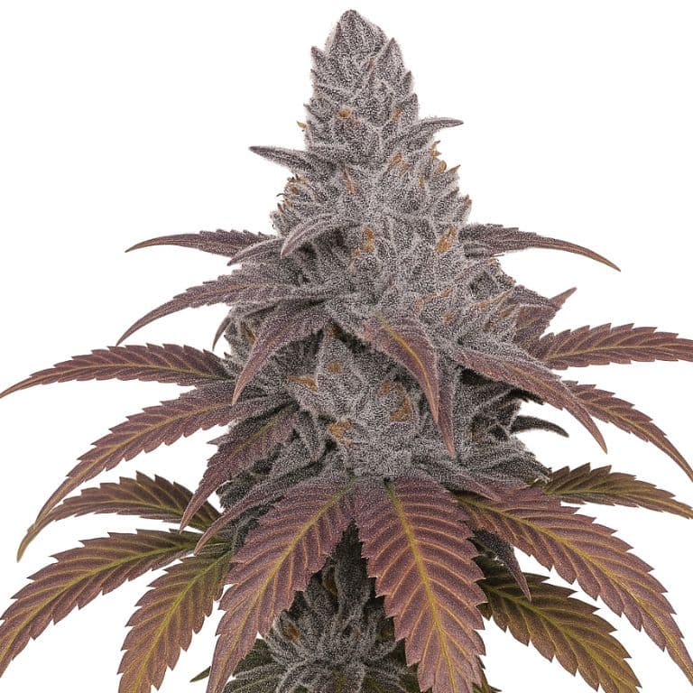 Sangria cannabis seeds packaging — Royal King Seeds Australia