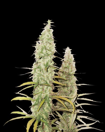Santa Maria cannabis seeds packaging — Royal King Seeds Australia