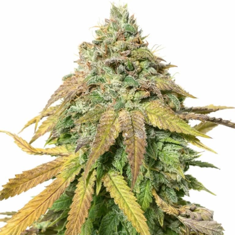 Sasquatch cannabis seeds packaging — Royal King Seeds Australia