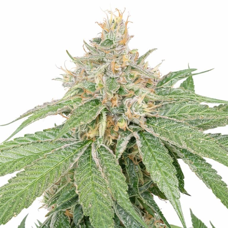 Schrom cannabis seeds packaging — Royal King Seeds Australia