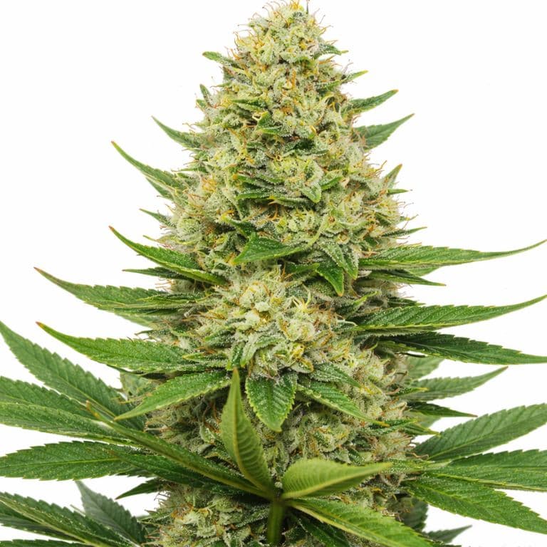 Scooby Snacks cannabis seeds packaging — Royal King Seeds Australia