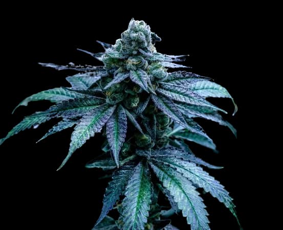 Seattle Blue cannabis seeds packaging — Royal King Seeds Australia