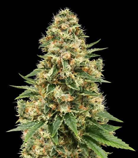 Sensi Skunk cannabis seeds packaging — Royal King Seeds Australia