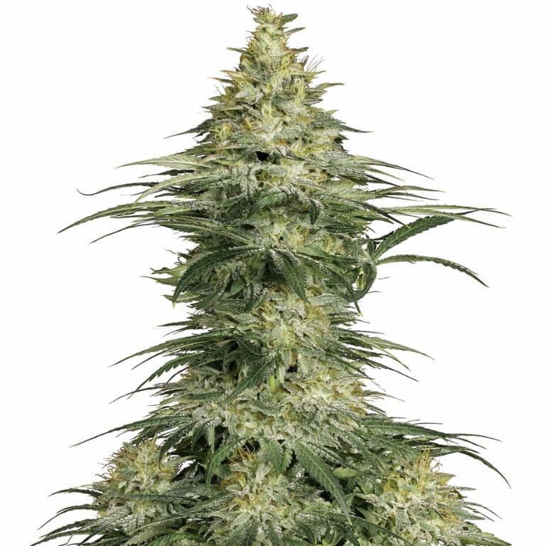 Sensi Star cannabis seeds packaging — Royal King Seeds Australia