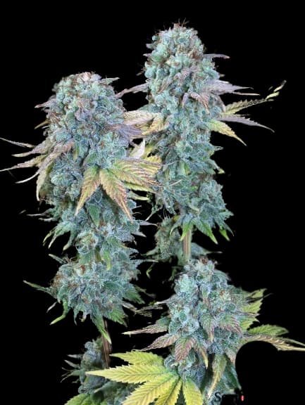 Serious Happiness cannabis seeds packaging — Royal King Seeds Australia