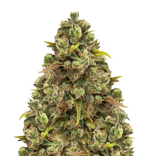 Sexxpot cannabis seeds packaging — Royal King Seeds Australia