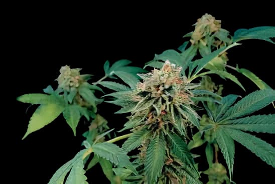 Shark Bite cannabis seeds packaging — Royal King Seeds Australia
