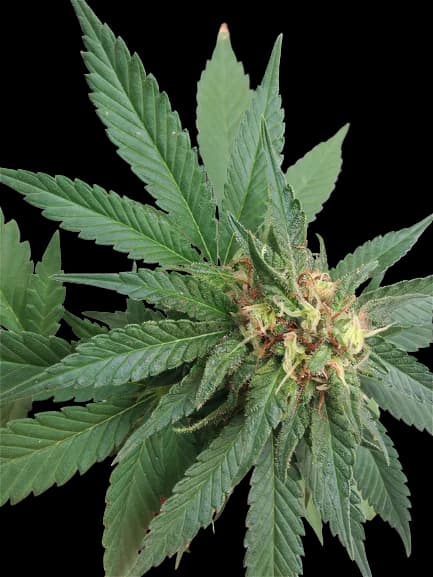 Shark Shock cannabis seeds packaging — Royal King Seeds Australia