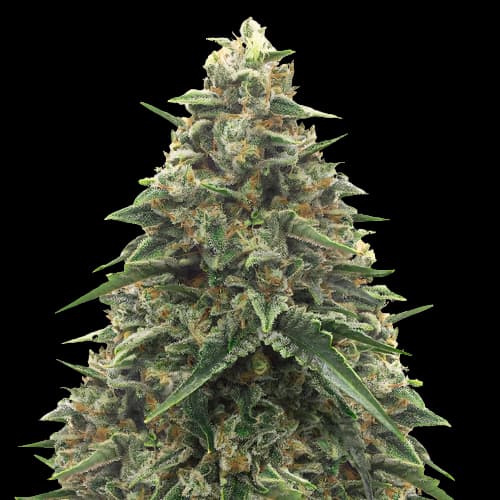 Shiatsu Kush cannabis seeds packaging — Royal King Seeds Australia