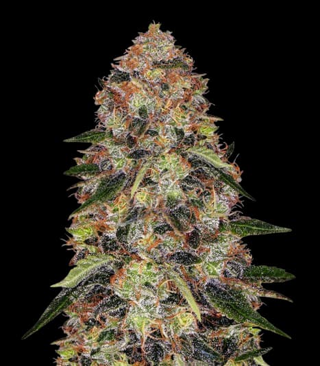 Shishkaberry cannabis seeds packaging — Royal King Seeds Australia