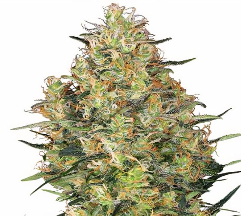 Shiva Skunk cannabis seeds packaging — Royal King Seeds Australia