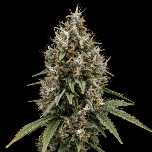 Shoreline cannabis seeds packaging — Royal King Seeds Australia