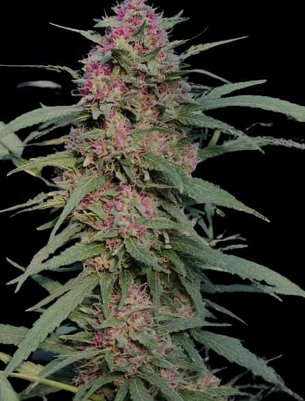 Sierra Mist cannabis seeds packaging — Royal King Seeds Australia