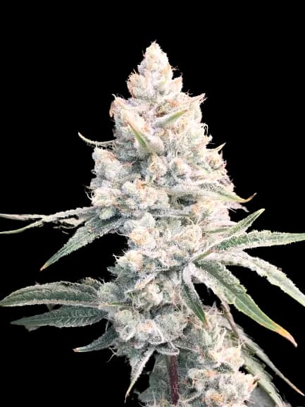 Silver Haze cannabis seeds packaging — Royal King Seeds Australia