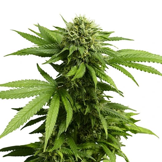 Silverfalls Kush cannabis seeds packaging — Royal King Seeds Australia