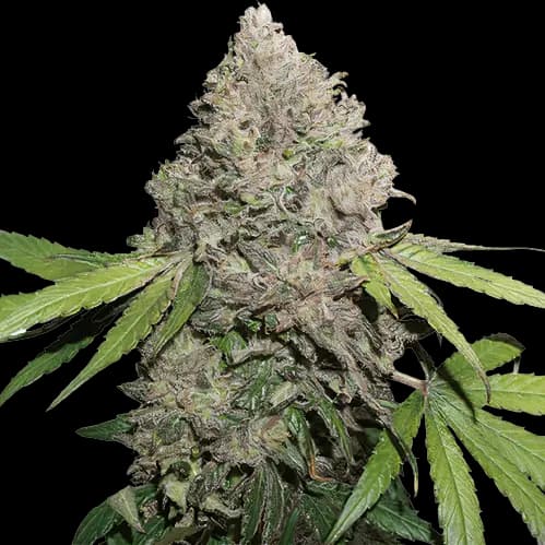 Sin City Kush cannabis seeds packaging — Royal King Seeds Australia