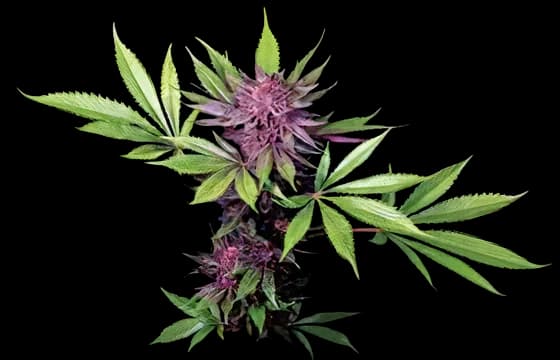 Sirius Black cannabis seeds packaging — Royal King Seeds Australia