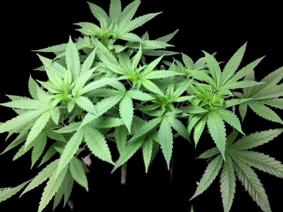 Sister Glue cannabis seeds packaging — Royal King Seeds Australia