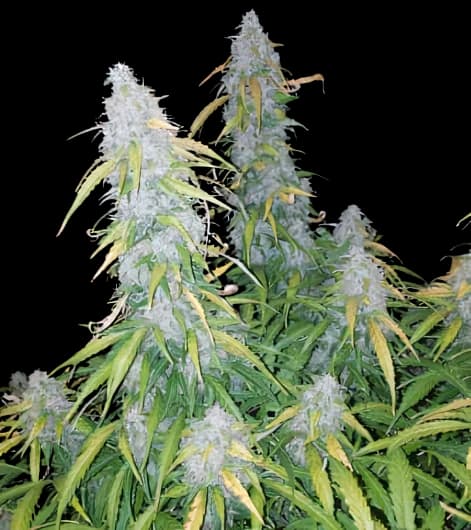 Six Shooter cannabis seeds packaging — Royal King Seeds Australia