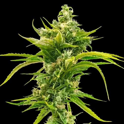 Skunk Diesel cannabis seeds packaging — Royal King Seeds Australia