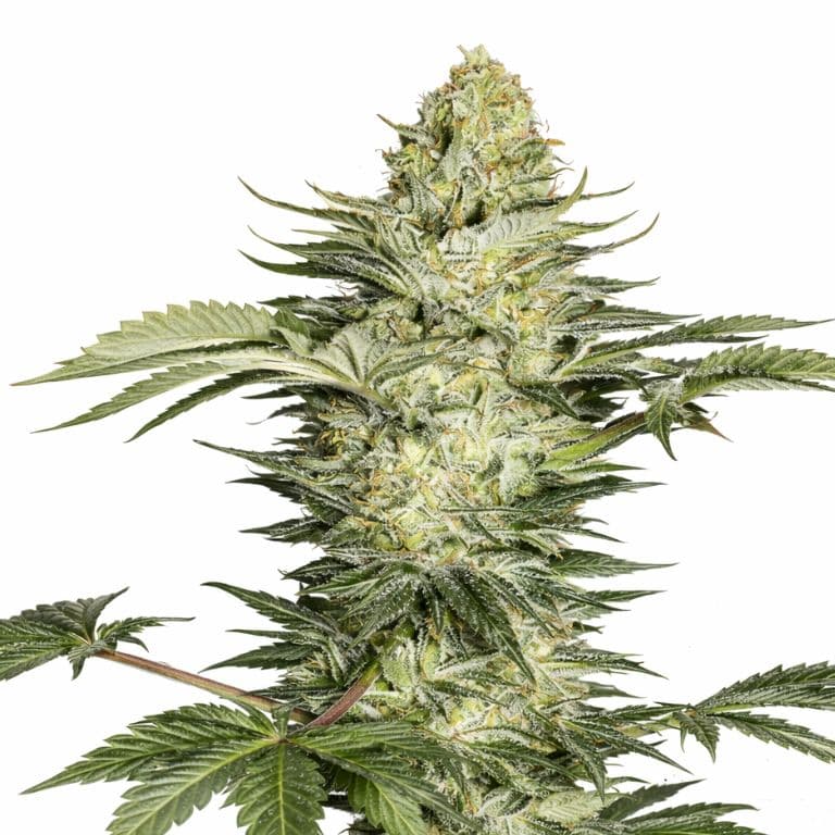 Skunk No. 1 cannabis seeds packaging — Royal King Seeds Australia