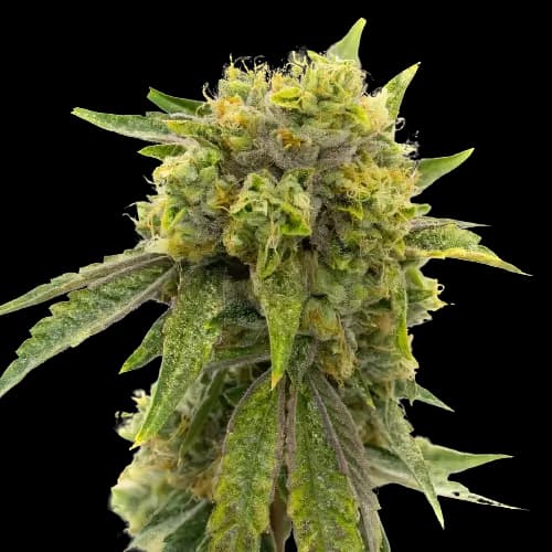 Skunky Afro cannabis seeds packaging — Royal King Seeds Australia
