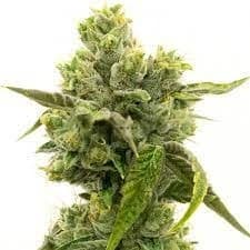 Skunky Jack cannabis seeds packaging — Royal King Seeds Australia
