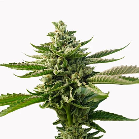 Smelliot cannabis seeds packaging — Royal King Seeds Australia