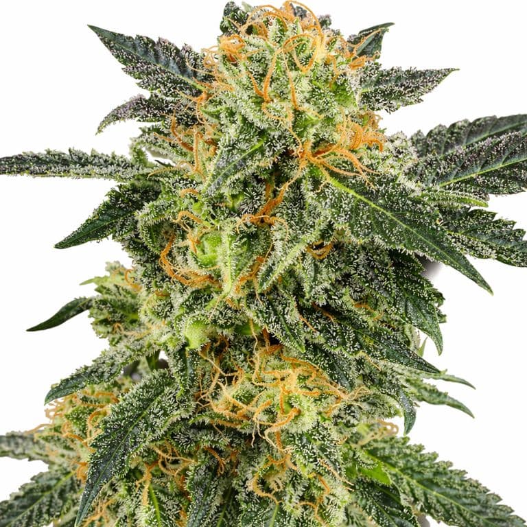 Snow Monster cannabis seeds packaging — Royal King Seeds Australia