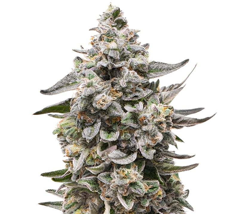Snow White cannabis seeds packaging — Royal King Seeds Australia