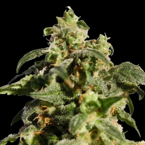 Snowcap Dream cannabis seeds packaging — Royal King Seeds Australia