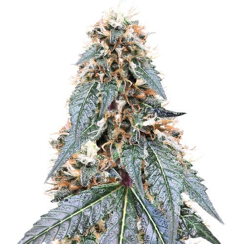 Somango cannabis seeds packaging — Royal King Seeds Australia