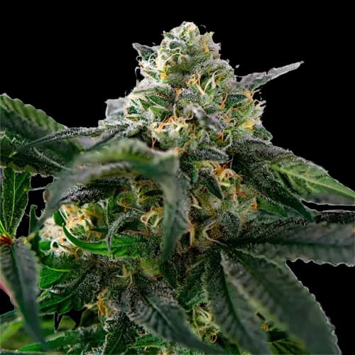 Sour Alien cannabis seeds packaging — Royal King Seeds Australia