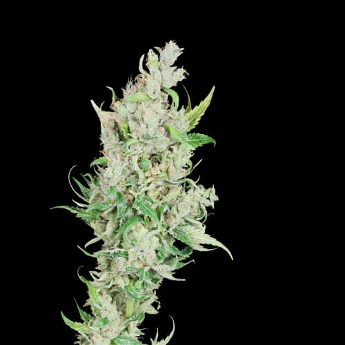 Sour Amnesia cannabis seeds packaging — Royal King Seeds Australia