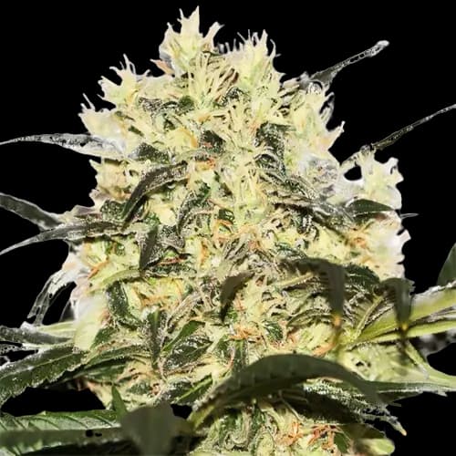 Sour Cheese cannabis seeds packaging — Royal King Seeds Australia