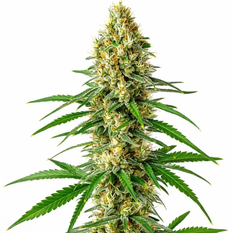 Sour Cookies cannabis seeds packaging — Royal King Seeds Australia