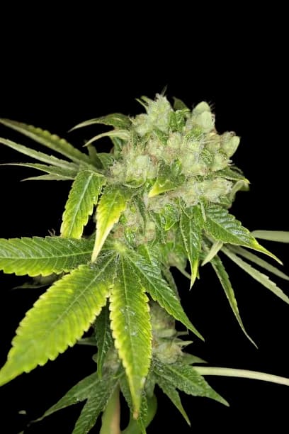 Sour Cream cannabis seeds packaging — Royal King Seeds Australia
