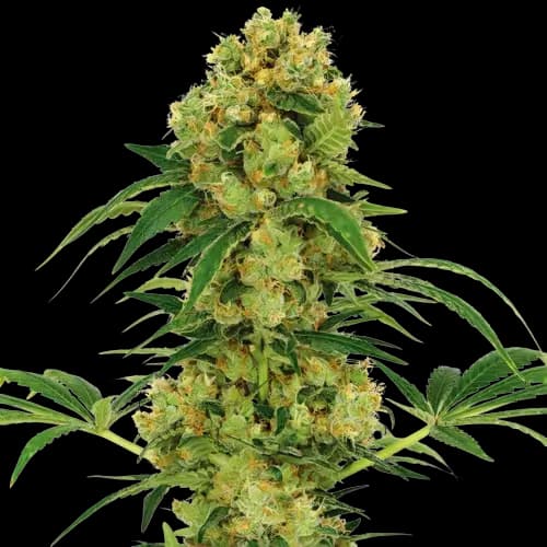Sour Dream cannabis seeds packaging — Royal King Seeds Australia
