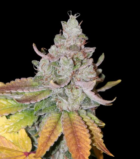 Sour Dubble cannabis seeds packaging — Royal King Seeds Australia